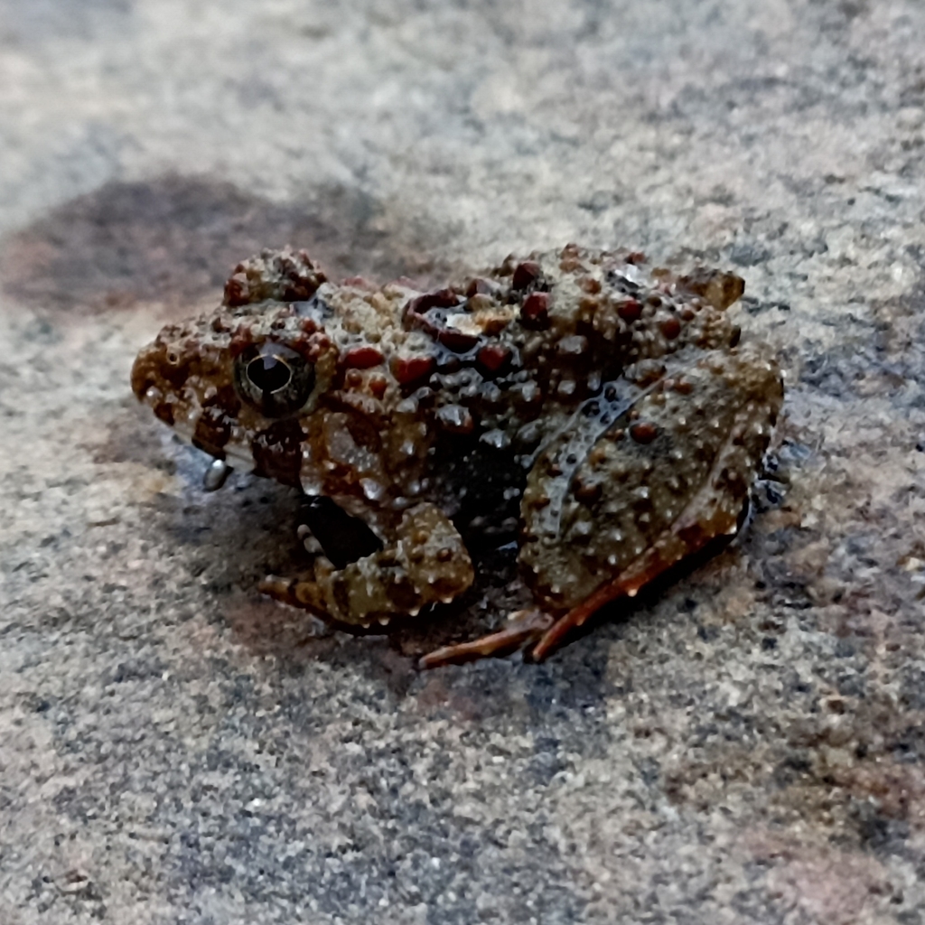 Kerala Warty Frog from Meenmutty Waterfalls on March 17, 2022 at 06:42 ...