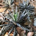 Mother of Thousands - Photo (c) Eggyplant, some rights reserved (CC BY-NC), uploaded by Eggyplant