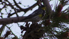 Setophaga coronata