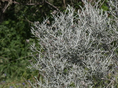 Tetradymia comosa