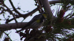 Setophaga coronata