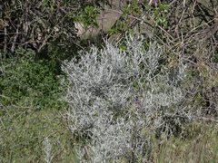 Tetradymia comosa