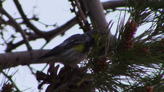 Setophaga coronata