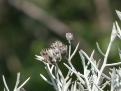Tetradymia comosa