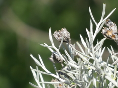 Tetradymia comosa