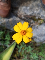Tagetes parryi