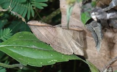 Entomogramma fautrix