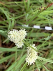 Cyperus aggregatus