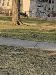 Sciurus carolinensis