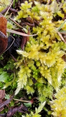 Homalothecium megaptilum