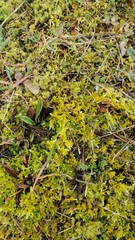 Homalothecium megaptilum