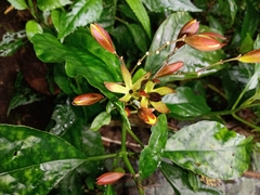 Justicia veracruzana