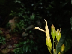 Justicia veracruzana