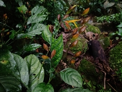 Justicia veracruzana