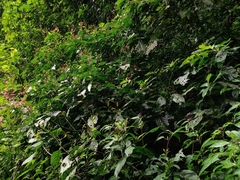 Justicia veracruzana