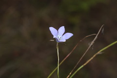 Wahlenbergia stricta stricta