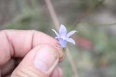 Wahlenbergia stricta stricta