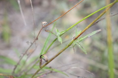 Wahlenbergia stricta stricta
