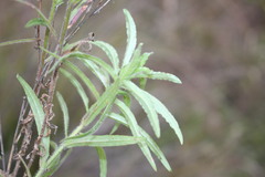 Wahlenbergia stricta stricta
