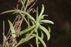 Wahlenbergia stricta stricta