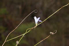 Wahlenbergia stricta stricta