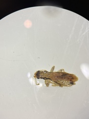 Lemidia aptera