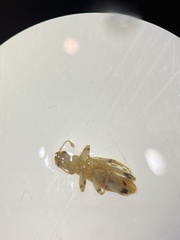 Lemidia aptera