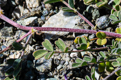 Astragalus rattanii jepsonianus