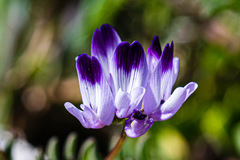 Astragalus rattanii jepsonianus