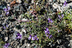 Astragalus rattanii jepsonianus