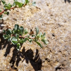 Atriplex pacifica