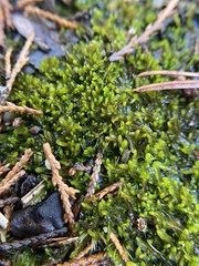 Odontoschisma sphagni