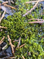 Odontoschisma sphagni