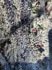 Cladonia didyma