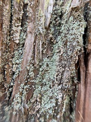 Cladonia santensis