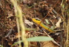 Chironius bicarinatus