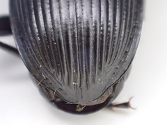 Pterostichus illustris