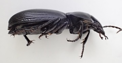 Pterostichus illustris