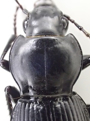 Pterostichus illustris