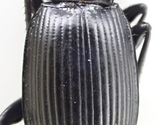 Pterostichus illustris