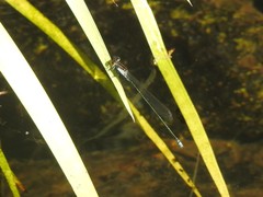 Pseudagrion pruinosum