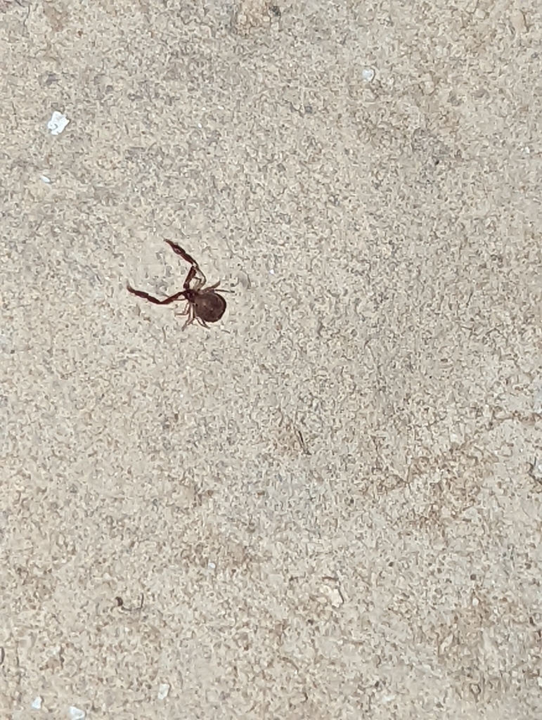 Larca aalbui