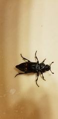 Nicrophorus pustulatus