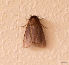 Bityla defigurata