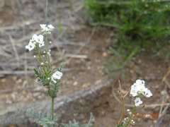 Smelowskia alba
