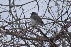 Junco hyemalis