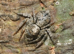 Hamataliwa grisea