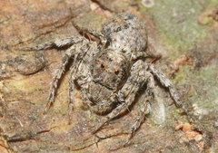 Hamataliwa grisea