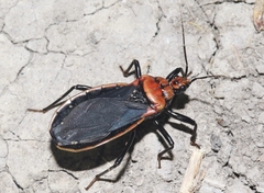 Rhiginia cinctiventris
