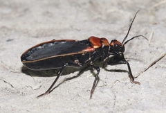 Rhiginia cinctiventris
